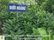 Cây giống bưởi Hoàng