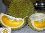 Cây giống sầu riêng Ri6
