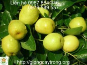 Cây giống táo đào vàng