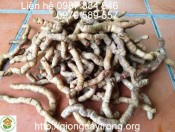 Cây giống Ba Kích Tím