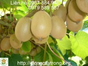 Cây Giống KiWi