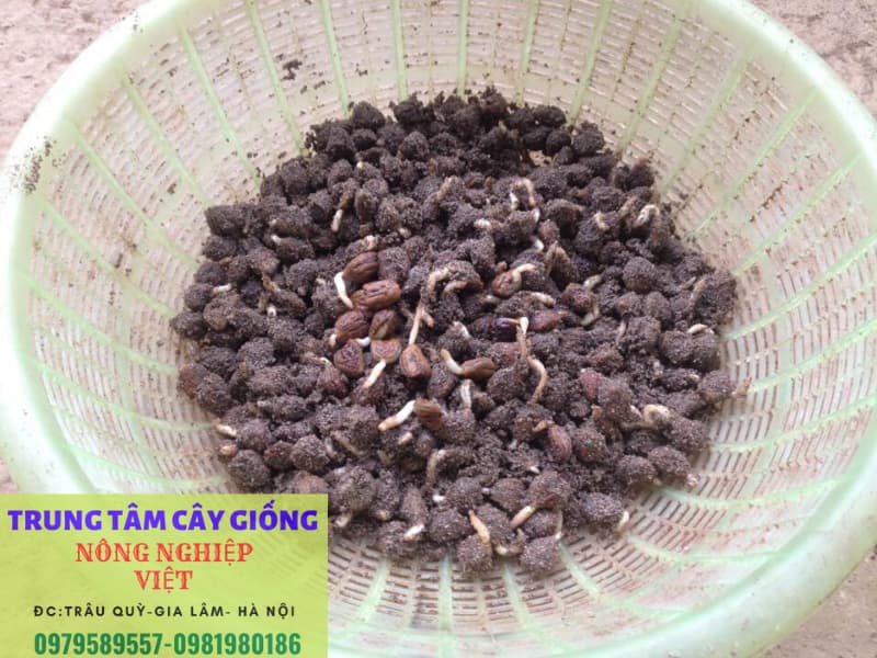 Hạt dổi nảy mầm