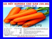 Hạt Giống Củ Cà RốtCao Sản