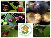Cây giống Chery Brazil