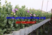 Cây hoa cát tường