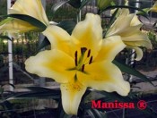 Củ giống hoa ly Manissa
