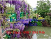 Cây Hoa Tử Đằng