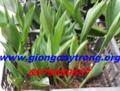 Cây hoa tulip