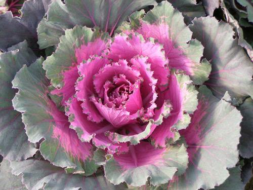 Description: giong-rau-qua-la-duoc-san-don-som-cho-dip-tet