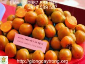 Giống Hồng Không Hạt Bảo Lâm