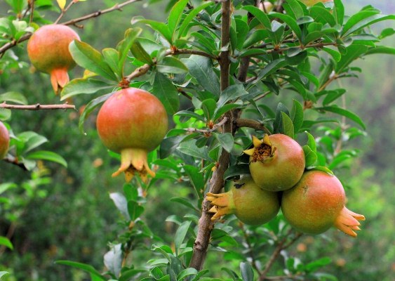 Lựu trắng ở Việt Nam