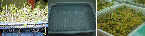 khay đựng tách, hộp bánh cũ, rổ... lưới inox là những dụng cụ cần thiết trong kỹ thuật trồng cây rau mần không cần đất khay đựng tách, hộp bánh cũ, rổ... lưới inox là những dụng cụ cần thiết trong kỹ thuật trồng cây rau mần không cần đất