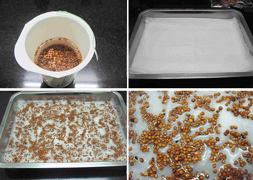 Bước quan trọng cần thực hiện đầu tiên là ngâm hạt giống Bước quan trọng cần thực hiện đầu tiên là ngâm hạt giống