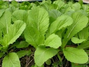 Hạt giống cải bẹ xanh mỡ