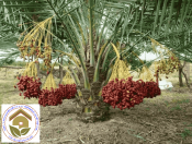 Cây giống chà là