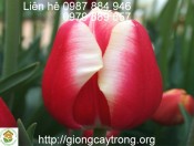 Củ Giống Leen van der Mark