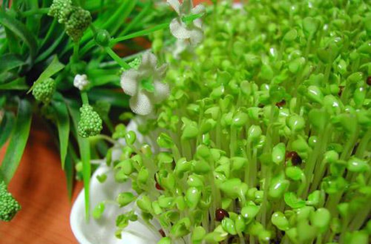 mam cai xanh chong ung thu