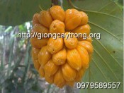 Cây Giống Mít Tố Nữ