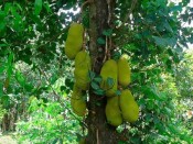 Cây giống mít dài malaysia