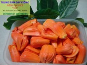 Cây giống mít ruột đỏ