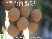 Cây Nhãn Muộn Hà Tây