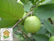 Cây ổi bốn mùa choai