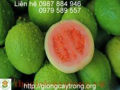 Cây ổi ruột đỏ Bến Cát