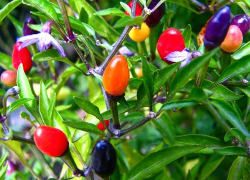 Description: giong-rau-qua-la-duoc-san-don-som-cho-dip-tet-6