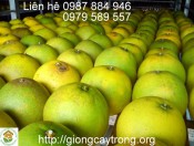 Cây giống bưởi Phúc Trạch