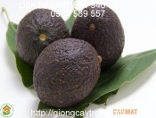 Giống Bơ Hass