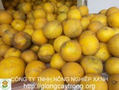 cây giống bưởi Diễn
