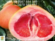 Cây giống bưởi đỏ-Phúc Kiến