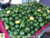 Cây giống Cam Sành
