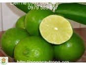 Cây Giống Chanh Không Hạt