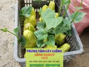 Quả Su Su giống
