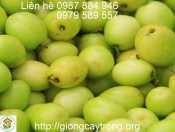 Cây giống táo chua