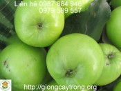Cây giống táo Đại