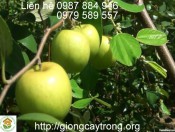 Cây Táo Ngọt H12-
