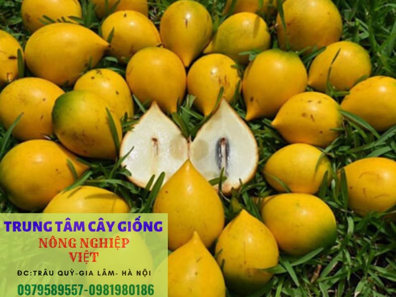 quả vú sữa hoàng kim