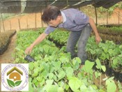 Cây giống rau bò khai