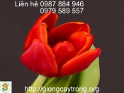 Củ tulip strongfire