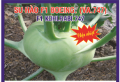 Hạt giống su hào