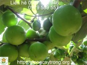 Cây giống táo Thái Lan