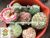 Cây giống na dây đỏ