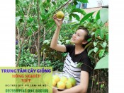 Cây giống vú sữa Hoàng Kim