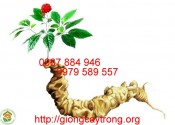 Giống Sâm Ngọc Linh