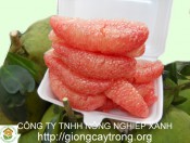 Cây giống bưởi Da Xanh