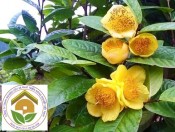 Cây giống trà hoa vàng