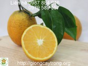 Cây giống cam Vinh
