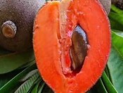 Cây giống hồng xiêm ruột đỏ